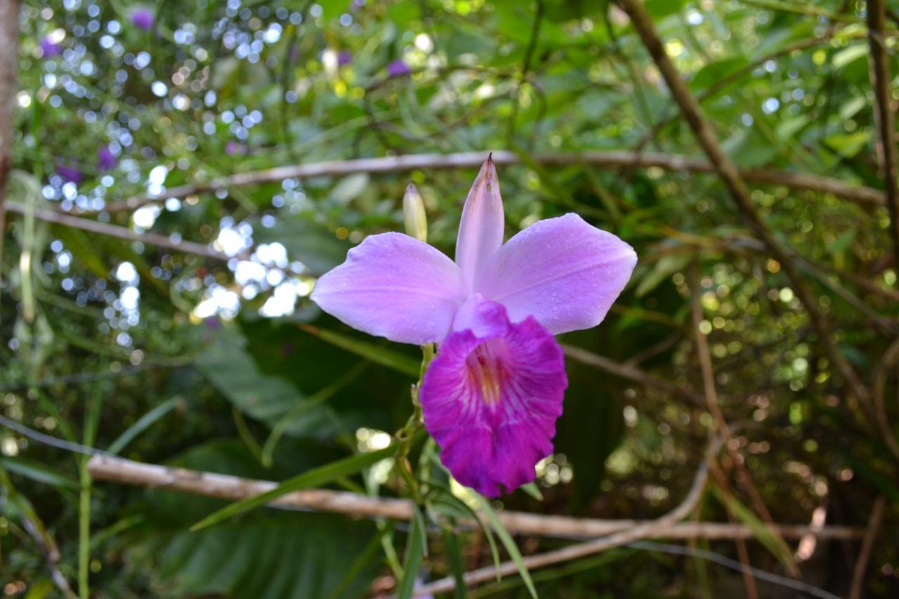 Natuga Ecolodge-Villas Dominical Baru 외부 사진