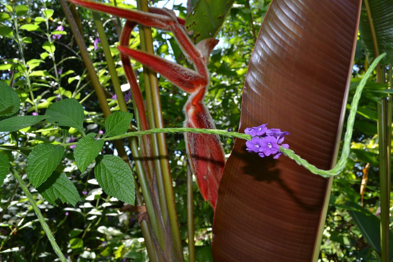 Natuga Ecolodge-Villas Dominical Baru 외부 사진